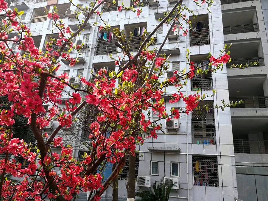 綿陽南山中學是一所公辦的高中吧？