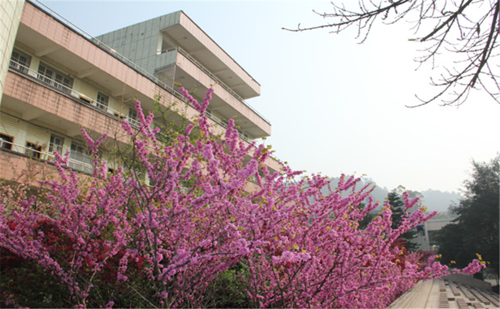 五通橋中學(xué)校園環(huán)境怎么樣？