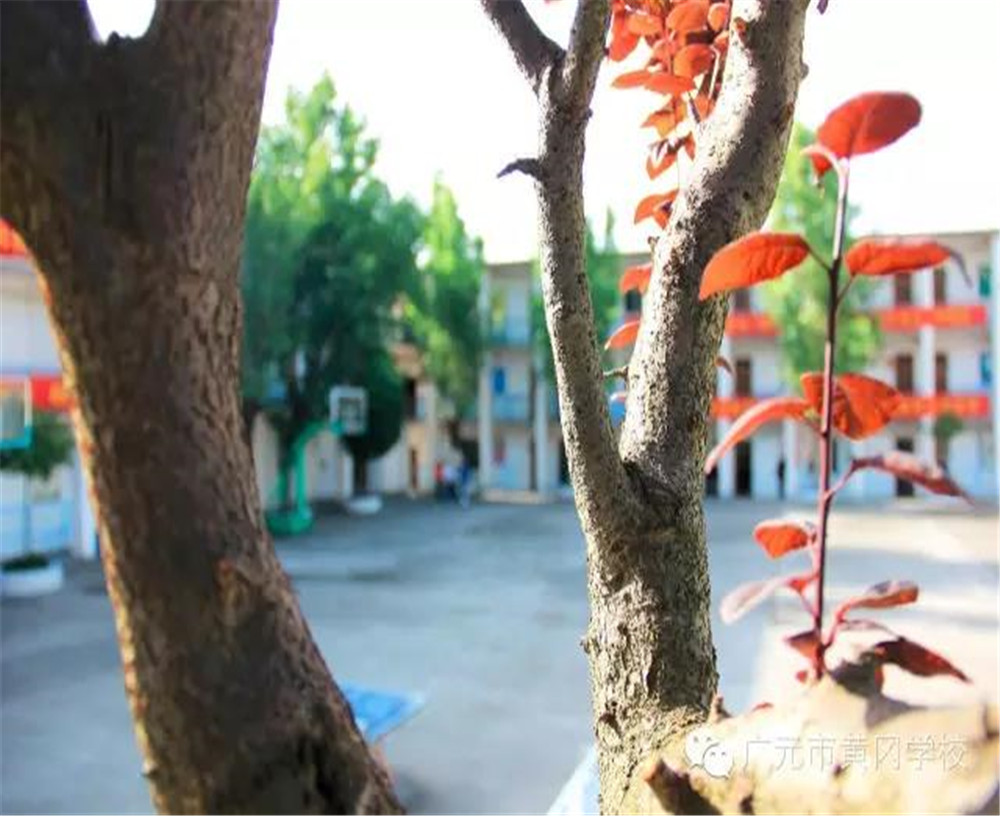 廣元市黃岡學(xué)校詳細(xì)地址在什么地方？