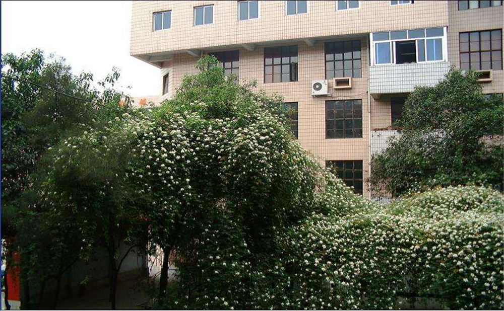石室聯合中學蜀華分校2020年招生計劃是多少？