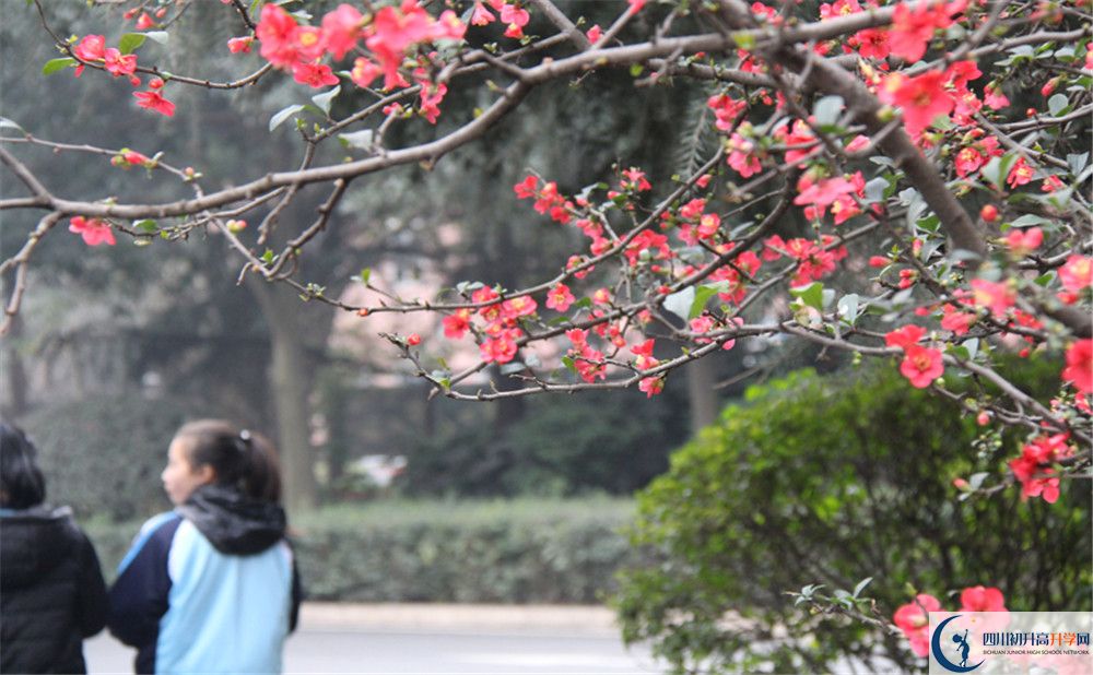 成都36中的地址在哪里？